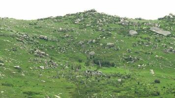 troupeau de sauvage cerf et mélanger animaux sur Montagne pente video