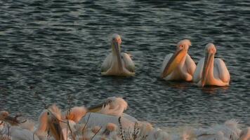 blanc pélican héron des oiseaux dans le Lac video