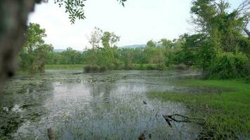 moosig See und Sumpf im das Mangrove Wald video