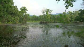 Mossy Lake and Swamp in the Mangrove Forest video