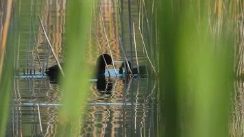schwarz flauschige Weiß Stirn Blässhuhn Enten schwimmen auf Wasser Oberfläche video