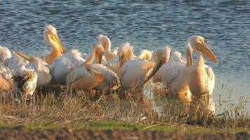 une troupeau de blanc pélican héron des oiseaux par le l'eau video