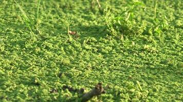 stagnant l'eau surface couvert avec dense moussu algues video