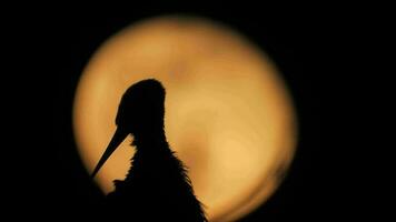 un cigüeña pájaro en nido en el lleno Luna ligero a noche antecedentes video