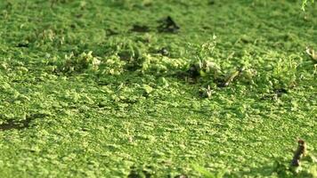 stagnant l'eau surface couvert avec dense moussu algues video