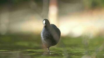 Black Fluffy White Forehead Coot Ducks Perching in Waterside video