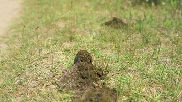 Scarab Beetle Rolling a Ball of Dung video