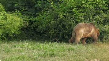 real salvaje oso en natural habitat entre el arboles en el bosque video