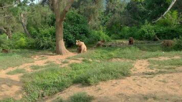 un grupo de marrón osos desde aéreo video