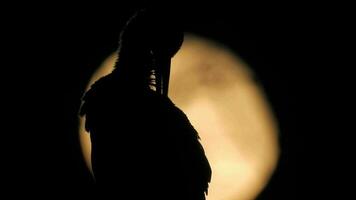 une cigogne oiseau dans nid dans le plein lune lumière à nuit Contexte video