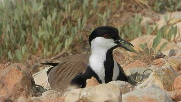 A Lapwing Bird Sitting in a Hatching Among The Stones on The Ground And Warming Her Eggs video