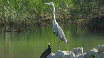 il grigio airone e il cormorano In piedi lato di lato su il del fiume bordo video