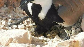 un avefría pájaro sentado en un eclosión entre el piedras en el suelo y calentamiento su huevos video