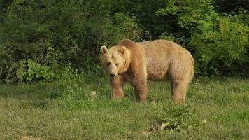real salvaje oso en natural habitat entre el arboles en el bosque video