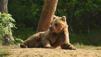 Real Wild Bear In Natural Habitat Among The Trees In The Forest video