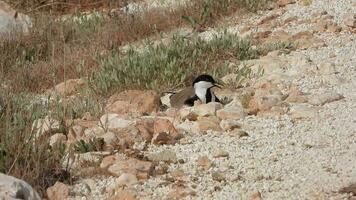 un avefría pájaro sentado en un eclosión entre el piedras en el suelo y calentamiento su huevos video