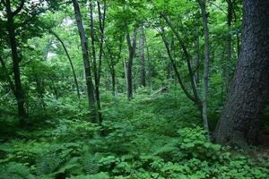 mystical magical dense green impenetrable forest with ferns photo