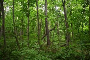 mystical magical dense green impenetrable forest with ferns photo