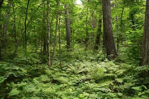 mystical magical dense green impenetrable forest with ferns photo