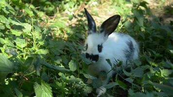 Black and white rabbit eating grass in the garden video