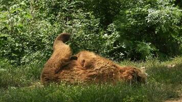 oso en natural habitat entre el arboles en el bosque video