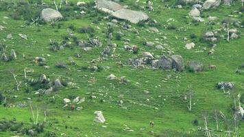 Herde von wild Hirsch und mischen Tiere auf Berg Steigung video