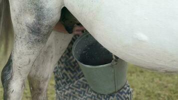 Natural Traditional Horse Milking video