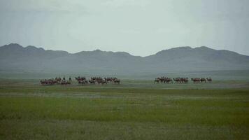 besättning av vild kamel fri roaming fritt i stäpp av Asien video