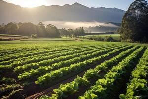 Field of green lettuce. Generative AI photo