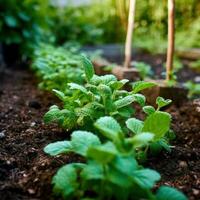 menta plantas crecer a el vegetal jardín. generado ai foto