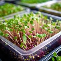 The microgreen in plastic trays. Microgreens sprouts - healthy and fresh food. Generative AI photo