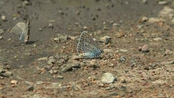 borboleta em terra superfície video