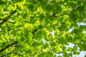 Green leaves of a ginkgo biloba tree in the springtime. Generative AI photo