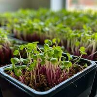 Microgreen farm. The microgreen in plastic trays. Generative AI photo