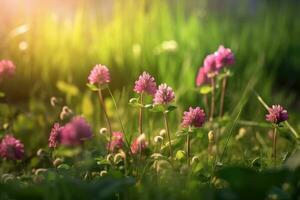 Clover flowers in nature on a natural background.Generative AI photo