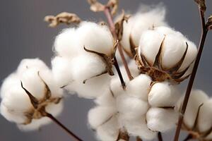 Cotton buds in the field. Generative AI photo