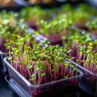 The microgreen in plastic trays. Microgreens sprouts - healthy and fresh food. Generative AI photo