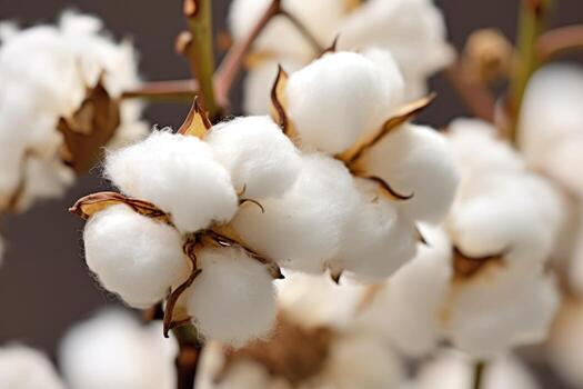 Cotton buds in the field. photo