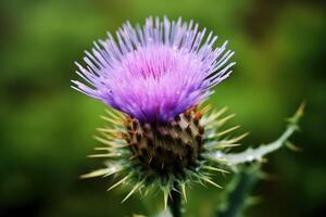 Milk thistle flower close up. Generative AI photo