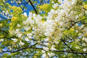 Black locust tree blooming in the spring. Robinia pseudoacacia white flowers. photo