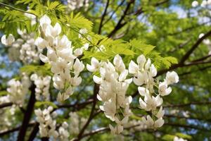 Black locust tree blooming in the spring. Robinia pseudoacacia white flowers. photo