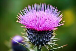 Milk thistle flower close up. Generative AI photo