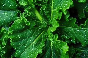 cerca arriba Fresco col rizada ensalada hojas con agua gotas textura. generativo ai foto