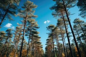 Bottom view of tall pine trees. Generative AI photo