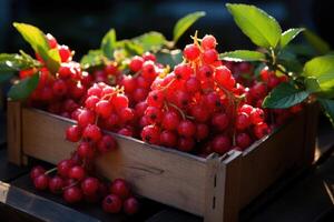 Bio red currant berries in a wooden box. photo