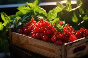 Bio red currant berries in a wooden box. photo