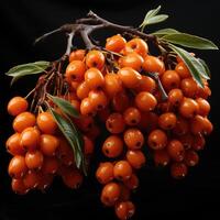 Branch of sea buckthorn with berries. photo