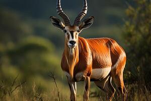 Big eastern bongo antelope. Generative AI photo