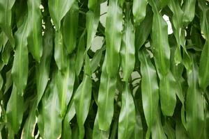 Background from green long leaves of a tropical plant. photo