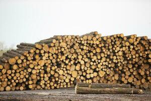 Logs are stacked in a pile for furniture production. Woodworking. photo